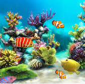 Aquarium || || SVK Aquarium
